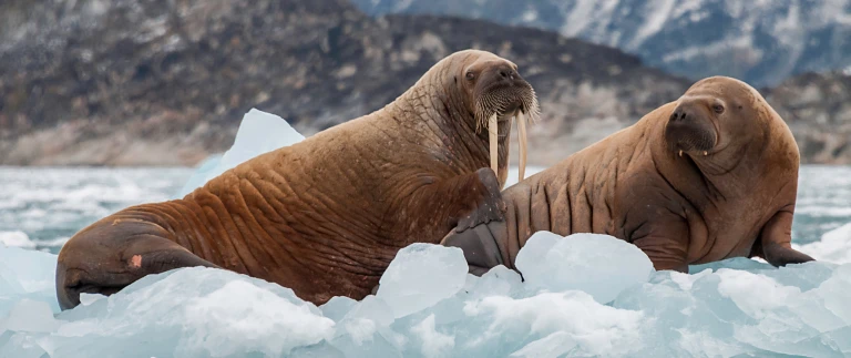 Spitzbergen intensiv grosse inseln grosses abenteuerwalroesser arktis shutterstock aspect ratio 1500 630