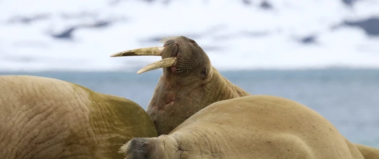 Spitzbergen jenseits des polarkreises mit scenic eclipsewalross smeerenburg min aspect ratio 1500 630