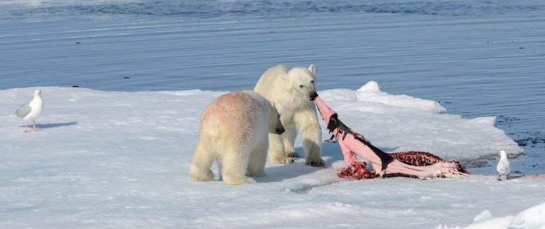 Spitzbergen umrundung ein hoehepunkt der expedition quark expeditions ultramarineeisbaeren robbe aspect ratio 1500 630