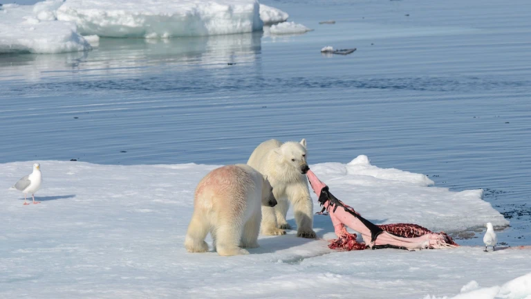Spitzbergen umrundung ein hoehepunkt der expedition quark expeditions ultramarineeisbaeren robbe