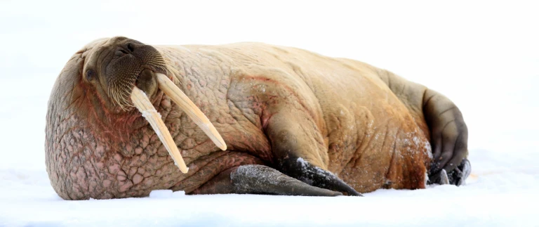 Spitzbergen umrundung ein hoehepunkt der expedition quark expeditions ultramarinewalross auf eisscholle shutterstock 1500x630 1