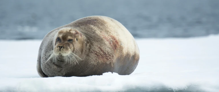 Spitzbergen umrundung kvitoya im reich von eisbaer eisbartrobbe arktis shutterstock aspect ratio 1500 630 2