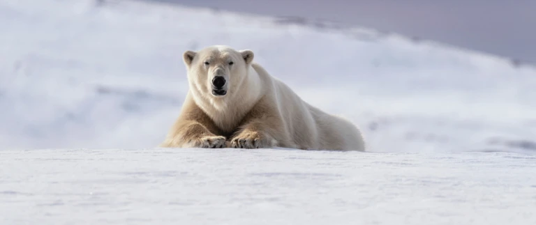 Spitzbergen eisbaer 1