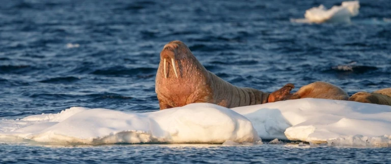 Spitzbergen umrundung und kvitoya arktis expedition intensiv eisbaeren safariwalrosse auf eisscholle aspect ratio 1500 630 4