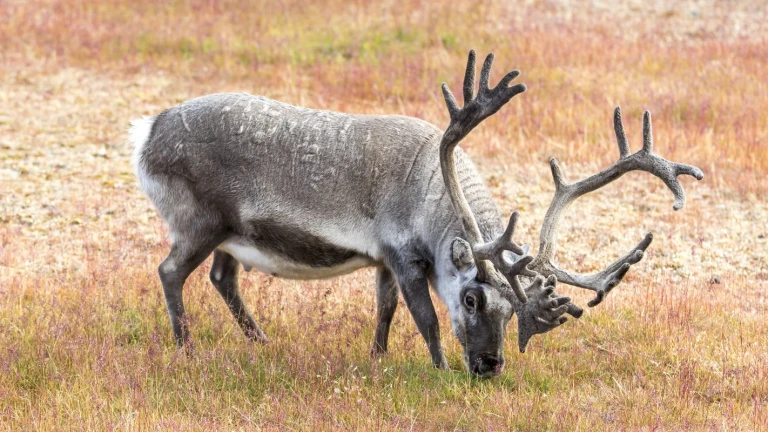 Spitzbergens osten sommersonnenwendespbg 20190816 091220 1
