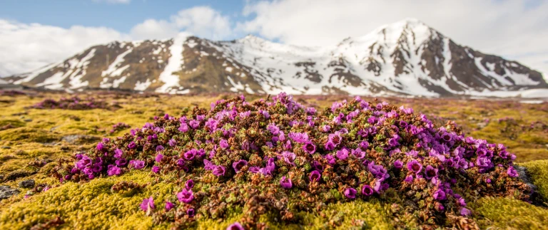 Spitzbergens osten sommersonnenwendespitzbergen pflanzenwelt