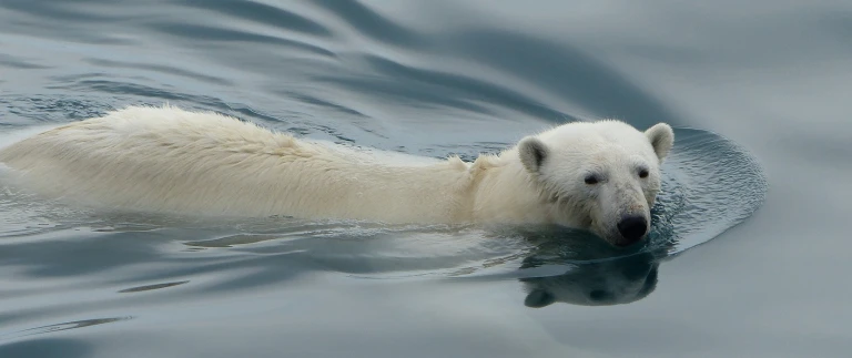 Spitzbergens westkueste im reich des eisbaerenheleneberger polar bear 4605476 1920 aspect ratio 1500 630