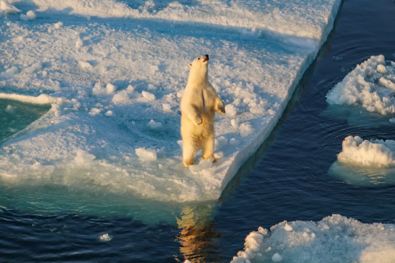 Spitzbergens westkueste im reich des eisbaerenimg 3243 scaled