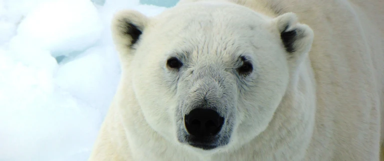 Spitzbergens westkueste im reich des eisbaerenjeeves polar bear 1962503 1920 aspect ratio 1500 630