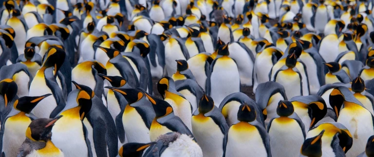 Suedgeorgien und antarktische halbinsel pinguin safarisuedgoergien antarktis koenigspinguine 9 aspect ratio 1500 630