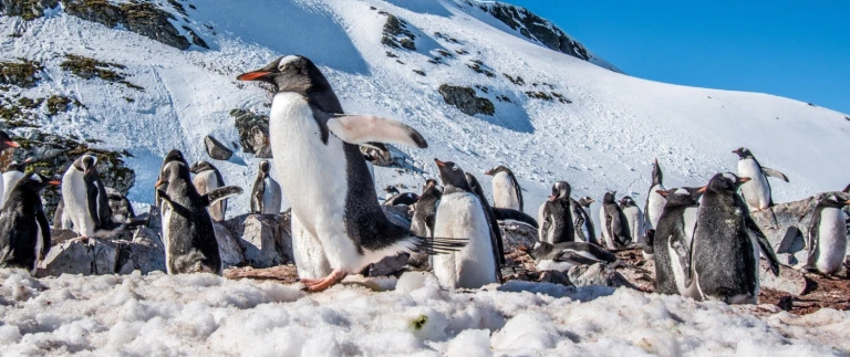 Suedliche shetlandinseln und antarktische halbinselpinguine antarktische halbinsel 1 aspect ratio 1500 630