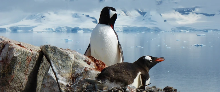 Suedlicher polarkreis unberuehrte antarktispenguins 1999068 1920 aspect ratio 1500 630