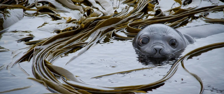 Tausendjaehrige fjorde und intakte inseln im sueden von neuseelandmacquarieinsel aspect ratio 1500 630