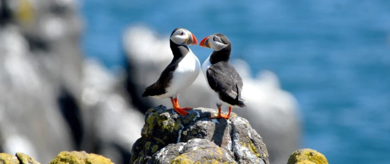 Teatimes highlands und tiefe fjords ms europa 2 von hamburg nach hamburgpapageitaucher paar aspect ratio 1500 630