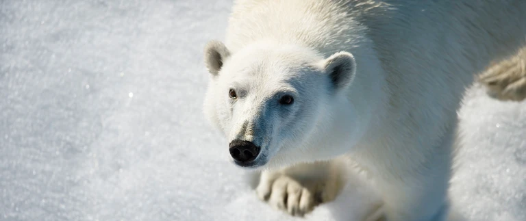 Transarktisches abenteuer die ueberquerung des nordpols(c) anthony smith 5 aspect ratio 1500 630 1 1696847378