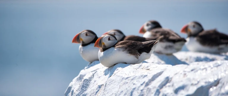 Ueber den nordatlantik schottische inseln die faeroeer inseln und island mit ocean albatros albatros expeditionspapageientaucher dave hostad aspect ratio 1500 630