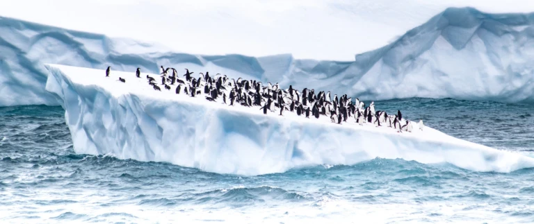 Ueberquerung des legendaeren suedpolarkreises mit scenic eclipsepinguine auf eisscholle aspect ratio 1500 630