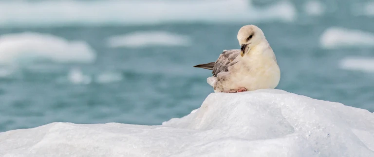 Ueberquerung des polarkreises britische inseln jan mayen spitzbergenspbg 20190810 095259 1 scaled aspect ratio 1500 630 scaled