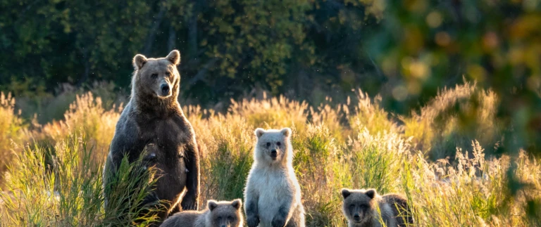 Unbekannte welten hokkaido aleuten und alaska hanseatic nature von otaru nach sewardalaska braunbaer shutterstock aspect ratio 1500 630