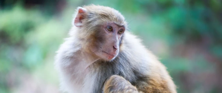 Unbekanntes japan und suedkorea die schoenheit des seins in fernoestlicher weltmakaken aspect ratio 1500 630 1
