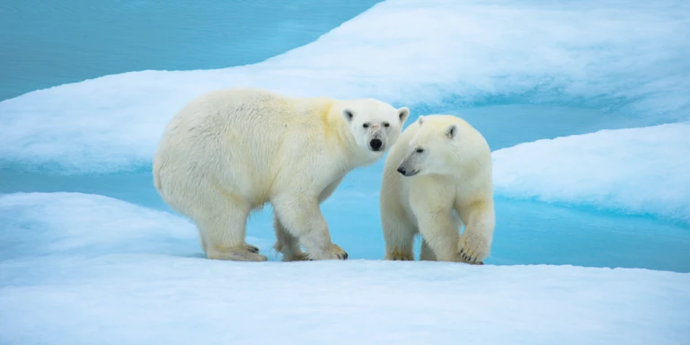 Unerforschtes spitzbergen2494420 ll3945 ponant a280520 1200x600