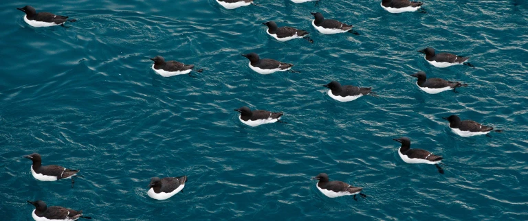 Unerforschtes spitzbergenlummen arktis shutterstock aspect ratio 1500 630 2