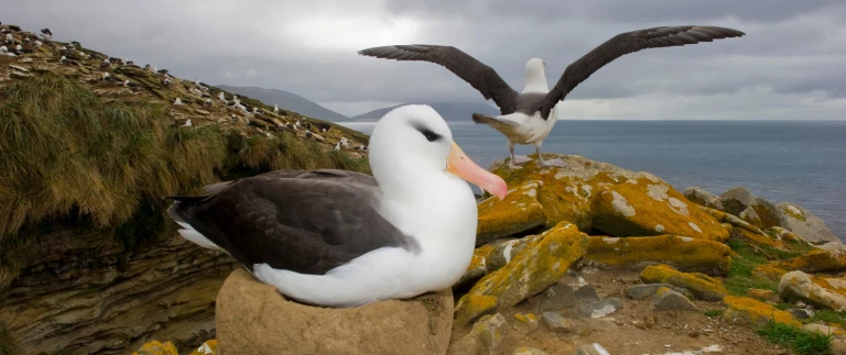 Vogelbeobachtungen von den falklandinseln bis walvis bayalbatros antarktis shutterstock aspect ratio 1500 630
