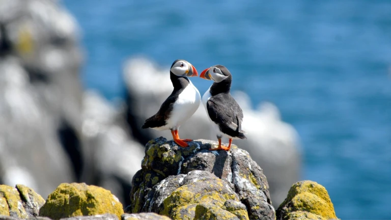 Von den schottischen inseln zum arktischen polarkreispapageitaucher paar