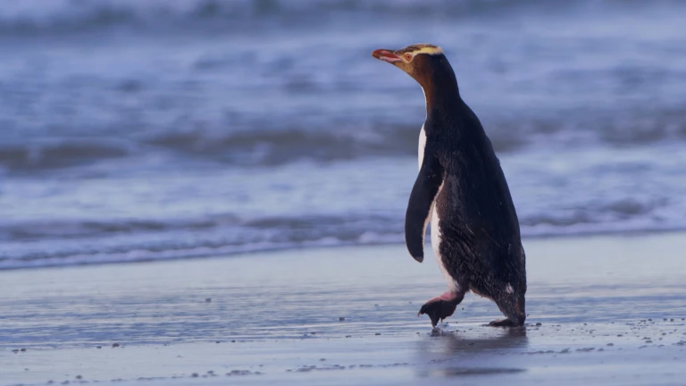 Von kap zu kapantipodeninseln pinguin 1