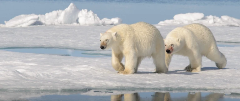 Von pol zu pol die ultimative expeditions seereiseeisbaeren im eis 1500x630