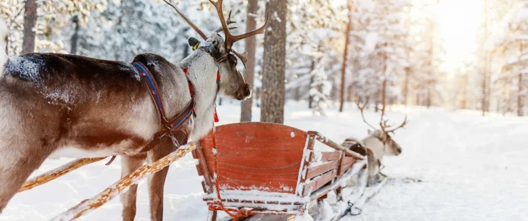 Weihnachtsabenteuer lappland mit silvester in stockholmrentiere lappland aspect ratio 1500 630