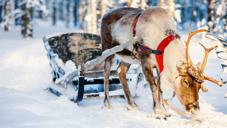 Weihnachtsabenteuer lappland mit silvester in stockholmrentierschlitten lappland