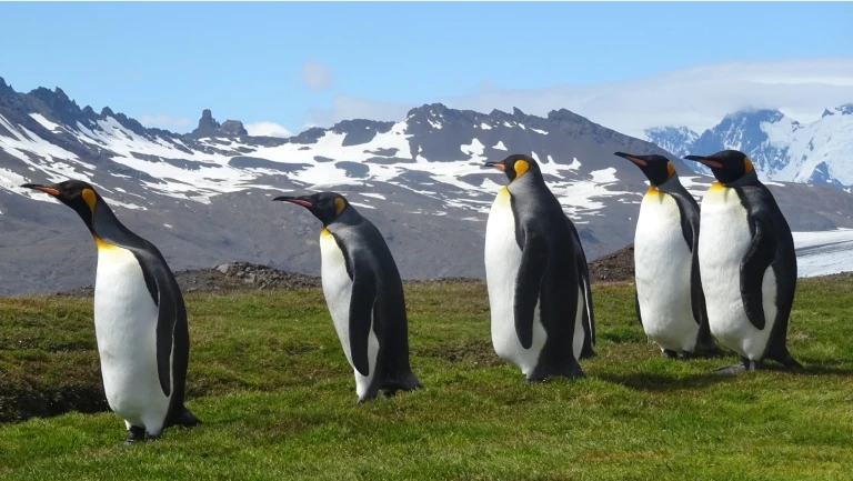 Weihnachtswunder fuer wahre entdecker grosse expeditionsroute intensiv extra fuer einzelreisendesuedgoergien antarktis koenigspinguine 2