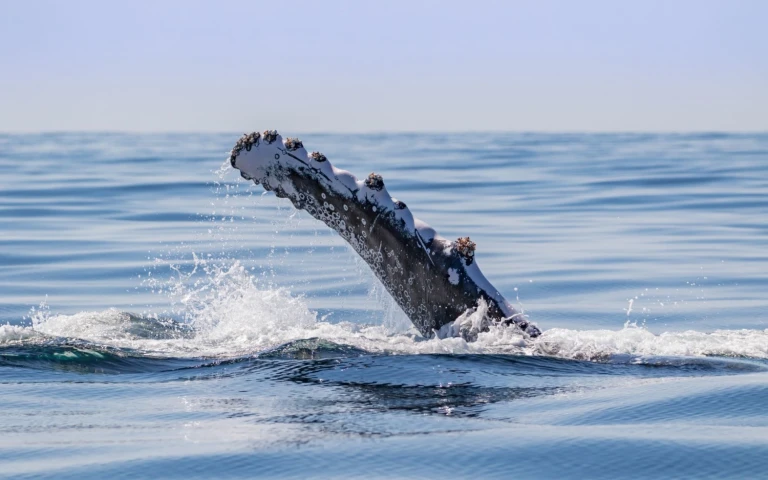 Wilde kuesten von groenland bis zur ostkueste kanadasbuckelwal flosse