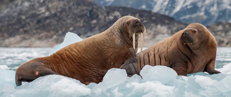 Wilde kuesten von groenland bis zur ostkueste kanadaswalroesser arktis shutterstock aspect ratio 1500 630