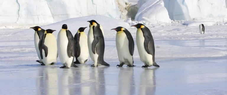Kaiserpinguine schelfeis