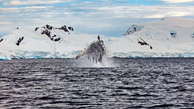 Walbeobachtung von Buckelwalen in der Antarktis, Wal springt aus dem Wasser