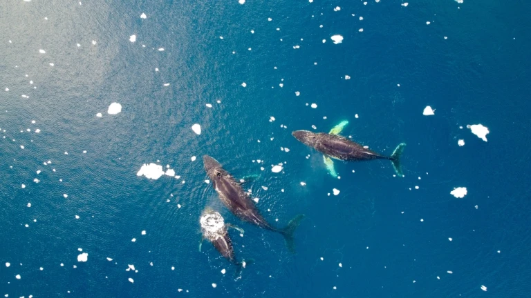 Luftaufnahmen Blick auf Buckelwale, die mit blauem Wasser ins Meer tauchen. Südlicher Ozean, Antarktis