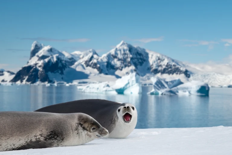 Zwei Weddell-Robben auf Meereis in der Antarktis. Verschwommener schneebedeckter Berghintergrund.