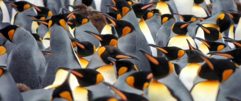 Antarktisgeorgia 2608023 1920 1500x630 1500x630