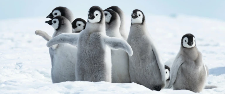 Pinguinküken rufen nach den Elterntieren