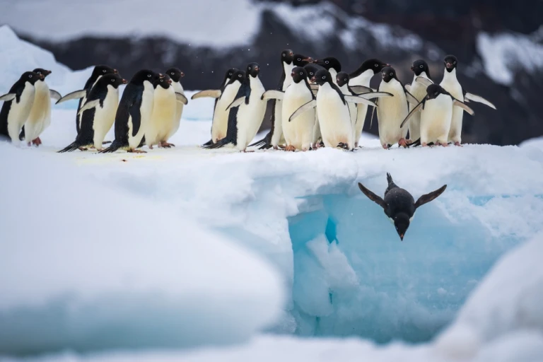 Pinguine auf Schnee, einer bricht aus und springt in den Ozean