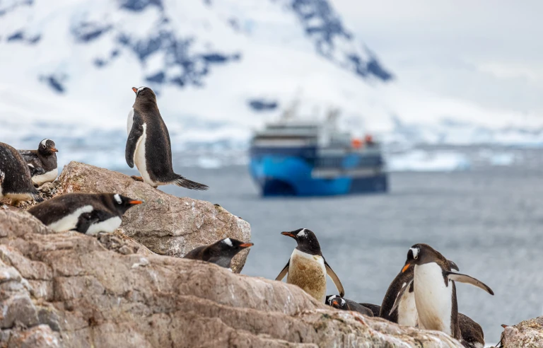 Vv 20240314 albatros antarctica wildlife gentoopenguins oceanvictory portalpoint ae min