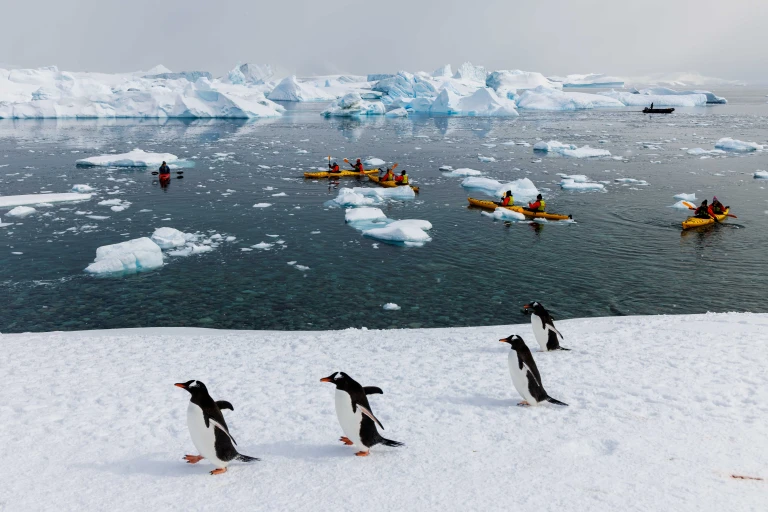 Vv 20240314 albatros cuverville wkr57742 wernerkruse min