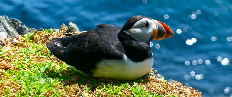 Britische inseln historische schaetze und wilde natursiggynowak puffin 272594 1920 1500x630 1500x630