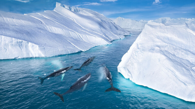 Wale im Eisfjord