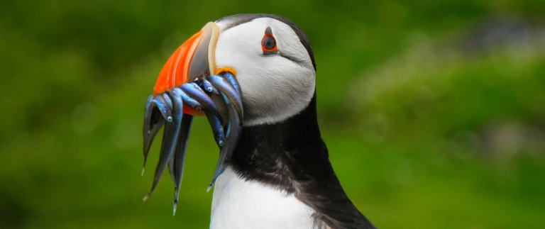 Islandjamesglen puffin 1546796 1920 1500x630 1500x630