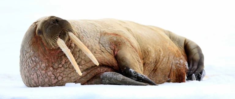 Nordostpassagewalross auf eisscholle shutterstock 1500x630 1 1500x630