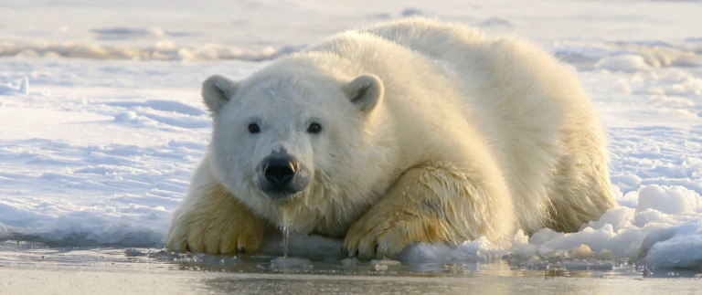 Nordwest passagehans jurgen mager kgrklqxmhr0 unsplash 1500x630 1500x630