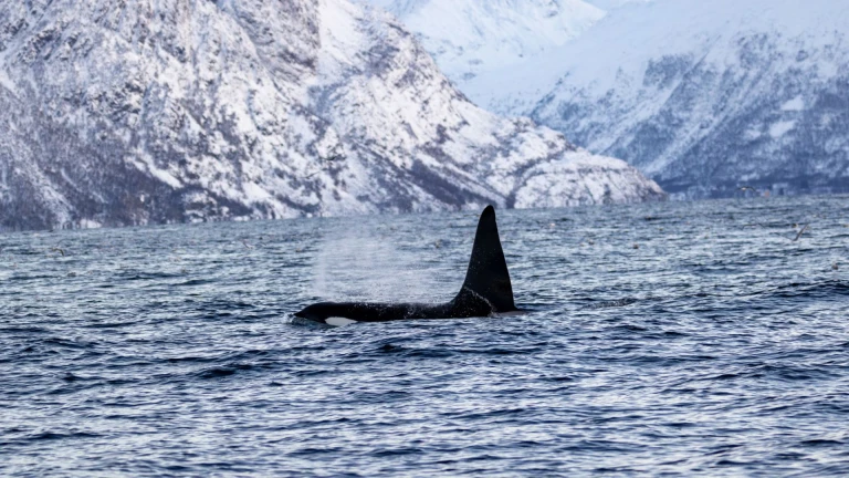 Orca - Norwegen Gruppenreise Huskies Nordlichter und Wale